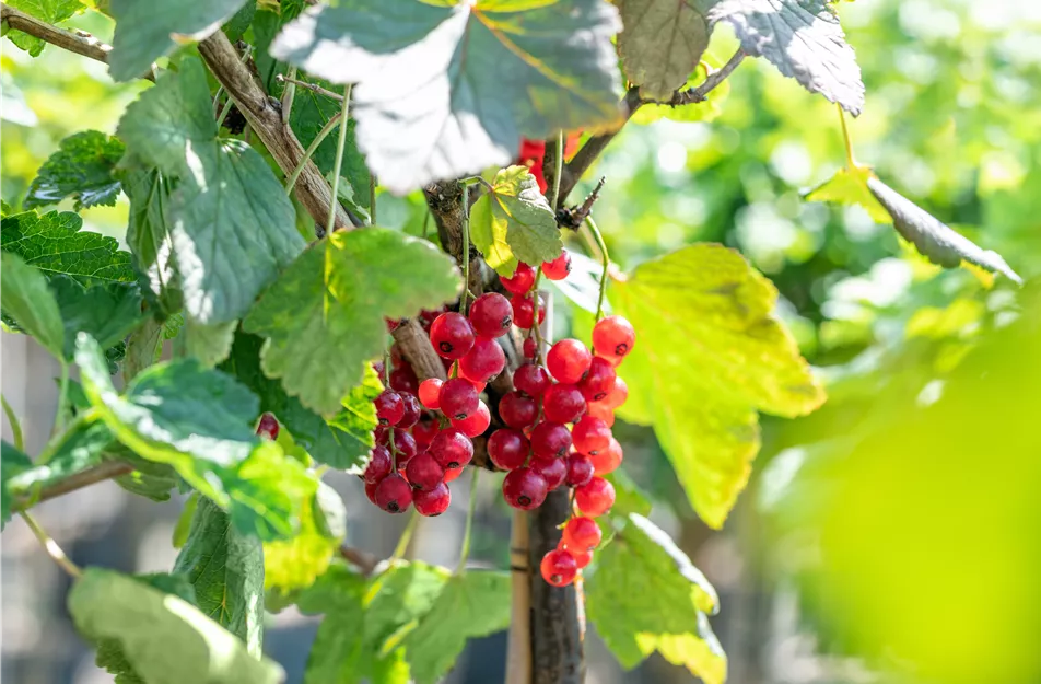 Ribes uva-crispa 'Rovada'
