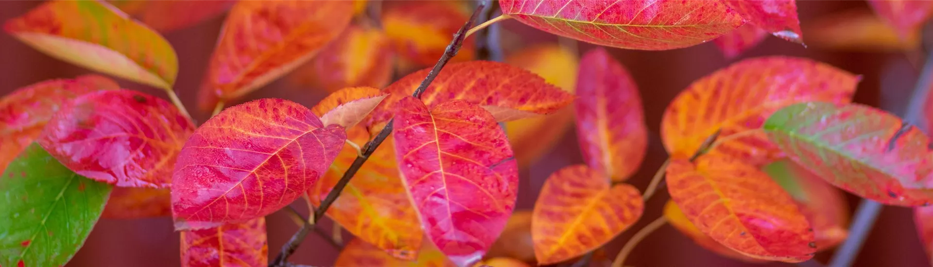 AdobeStock_449419436-0-1959-4500-964 AdobeStock_449419436-0-1959-4500-964